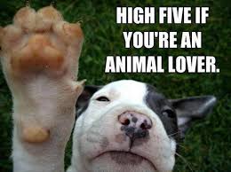 Funny Animal Pictures Of The Day 22 Pics Daily Lol Pics Cute Animals Funny Animals Funny Animal Pictures