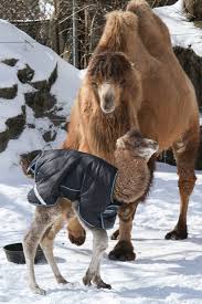 Rackham memorial fountain is home to five bactrian camels, including the newest addition, tula, born in the louisville zoo will begin its camel rides march 19 and introduce a new baby camel. Baby Bactrian Camel Thriving At Cincinnati Zoo In The Us