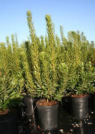 Image result for Myrica kandtiana