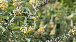 Image result for Buddleja madagascariensis