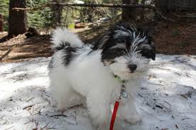We have provided many families with loving playful puppies and would love to help you find the perfect puppy. Daisy Contigo Havanese