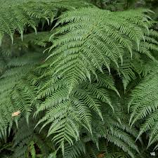 Image result for Allophylus tanzaniensis