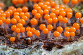 Tenang ini ada kunci jawabannya, lengkap dengan pertanyaan dan jawabannya, semoga bermanfaat ya. Soal Uas Biologi Ciri Ciri Protista Halaman All Kompas Com