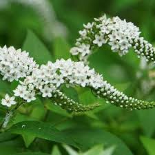 Image result for Lysimachia tenuicaulis