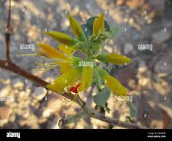 Image result for Adenolobus pechuelii