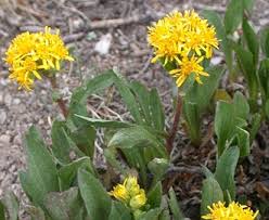 Image result for Solidago simplex