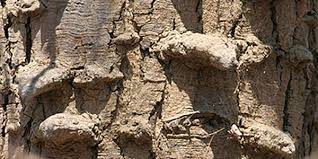 Image result for Acacia nigrescens