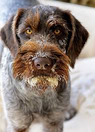 Minnesota German Wirehaired Pointer German Wirehaired Pointer German Shorthaired Pointer Dog German Shorthaired Pointer