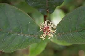 Image result for Trichocladus