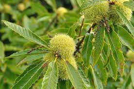 We did not find results for: Chestnut Description Uses Species Facts Britannica