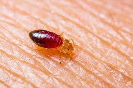 Add them now to this category in jersey city, nj or browse best pest control for more cities. Margate City Nj Pest Control Rid Pest Control