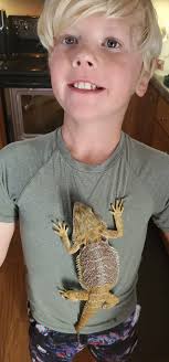 Rehoming, with fee, for a male and female dragon. Both have 4x2x2  enclosures and full set up. Healthy and friendly. Located near Rochester  MN. Serious interest only.