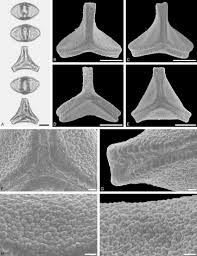 Image result for Plicosepalus