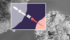 Image result for Immunotherapy