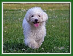 Looking for a puppy or dog in colorado? What Is A Fuzzywuzzy Shih Tzu And Bichon Mix Puppies
