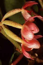 Image result for Begonia eminii
