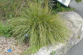 Image result for Motandra