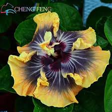 Beautiful Flowers Hd Beautifulflowersroses In 2020 Hibiscus Hibiscus Flowers Hibiscus Plant