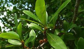 Maybe you would like to learn more about one of these? Trees Hermann Park Conservancy