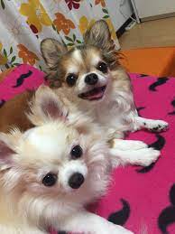Pin By Lily Baxter On Chihuahua Cuties In 2021 Puppy Portraits Chihuahua Puppies Dog Daycare