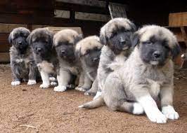 Pic hide this posting restore restore this posting. Researchbreeder Com Find Anatolian Shepherd Puppies For Sale Genetic Testing Done