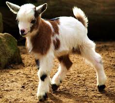 Sevimli Hayvanlar Cute Animals Cok Sirin Hayvanlar Hayvan Bebekler Hayvanlar