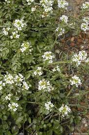 Image result for Rorippa nasturtium-aquaticum