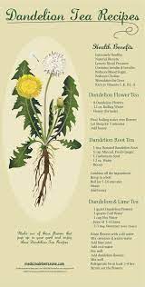Dandelion Tea Recipes Dandelion Tea Recipe Herbalism Dandelion Tea