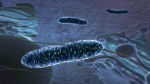 Share the best gifs now >>>. Gif My Sci Cellular Respiration Cell Life Animated Gif On Gifer By Forcebeard