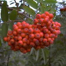 Vogelbeeren sind die früchte der eberesche. Essbare Mahrische Eberesche Sorbus Aucuparia 2 Jahrig Veredelt Auf Unterlage Sorbus Im 7 5 Liter Container Gunstig Online Kaufen Beim Gartenmonch Gartenmonch