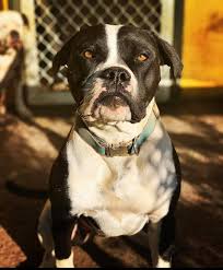 Lynrex American Bulldogs