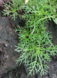 Image result for Tephrosia tanganicensis