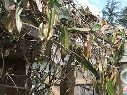 What type of clematis do i have? Clematis Armandii Greenwalks