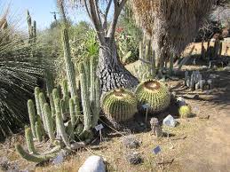 Autozone locations & hours >. Cactus Collection Picture Of University Of California Riverside Botanic Gardens Riverside Tripadvisor