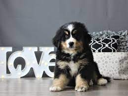 Check spelling or type a new query. Bernese Mountain Dog Puppies Petland Carriage Place
