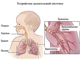 что находится с левой стороны под ребрами у человека Pnevmoniya Bez Temperatury Priznaki I Rekomendacii Detskaya Poliklinika 3
