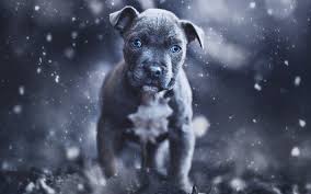 We offer a wide variety of color with our dogs including brindle, red, blue, silver, blue brindle, black, champagne, and white. Gri Pitbull