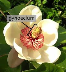 Classification based on the nature of service act. Gynoecium Wikipedia