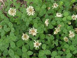 The ortho weed b gon weed killer dandelions, clover, and other broadleaf weeds to the root, and you'll see results in a matter of hours. When Is The Best Time To Spray For Weeds