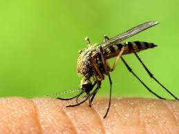 Someone who has malaria is bitten by an uninfected mosquito. Scientists Tweaked Mosquito Dna To Block Malaria In Its Tracks