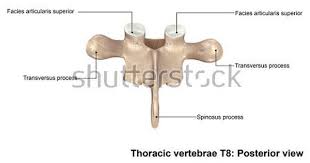 The presence of costal facet/facets on the sides of their bodies for articulation with the heads of the ribs is how they can be identified or detected. Thoracic Vertebrae T8 Posterior View 3d Illustration Thoracic Vertebrae Thoracic Vertebrae
