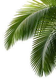 Leaf Template Google Search Plant Wallpaper Leaves Tropical Leaves