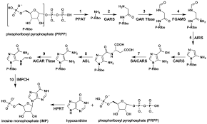 It even automatically loads any modules you need from the internet. Reversible Compartmentalization Of De Novo Purine Biosynthetic Complexes In Living Cells Science