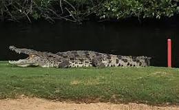 Image result for why do alligators live in golf course water
