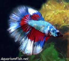 Butterfly bettas can have almost any color combination, though blue/white appears to be most common. Premium Male Butterfly Halfmoon Betta Fish