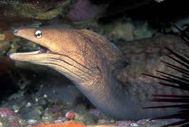 We have reviews of the best places to see in moray. Grey Moray Wikipedia