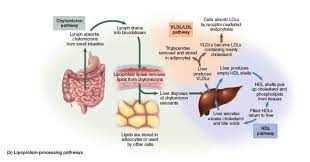 This Photo Displays The Different Lipoproteins And Where They Transport Lipid To From Anabolic Nutrition Teacher Life