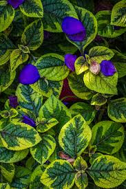 Image result for Plectranthus alboviolaceus