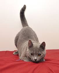 Pin On Exotic Cats