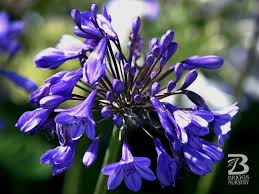 Image result for Agapanthus praecox